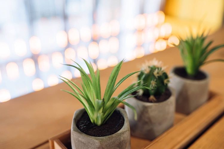 Which houseplants should you choose for your health?